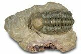 Detailed Reedops Trilobite - Atchana, Morocco #322270-3
